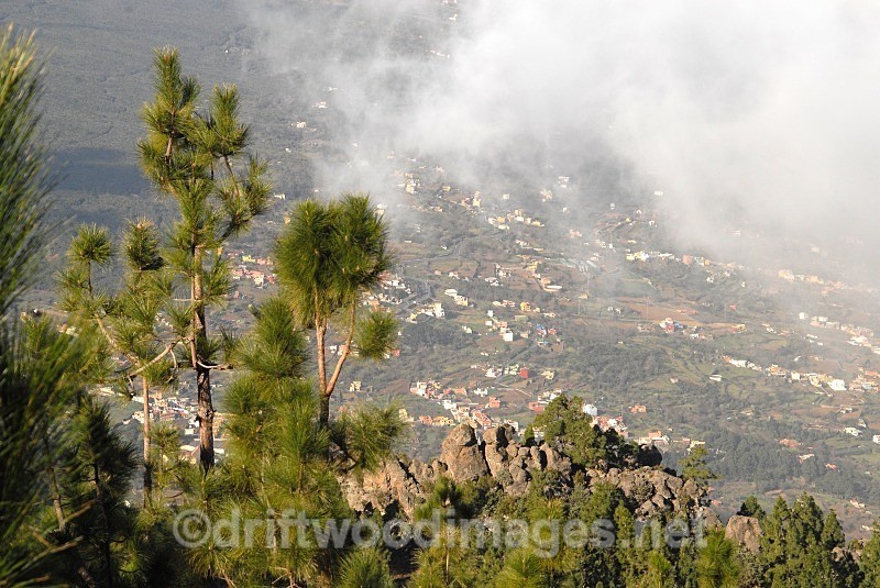 Tenerife trees cloud and village - Tenerife Mount Teidi