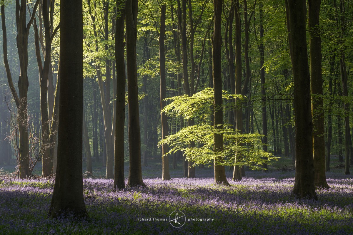 Clearing light - BlueWood