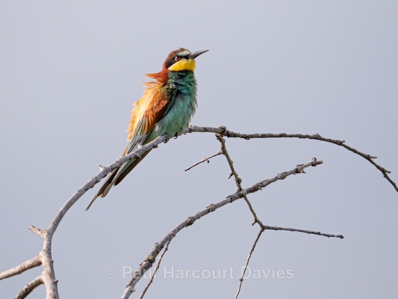 European bee eater (Merops apiaster) - Insects, Spiders and other Animals