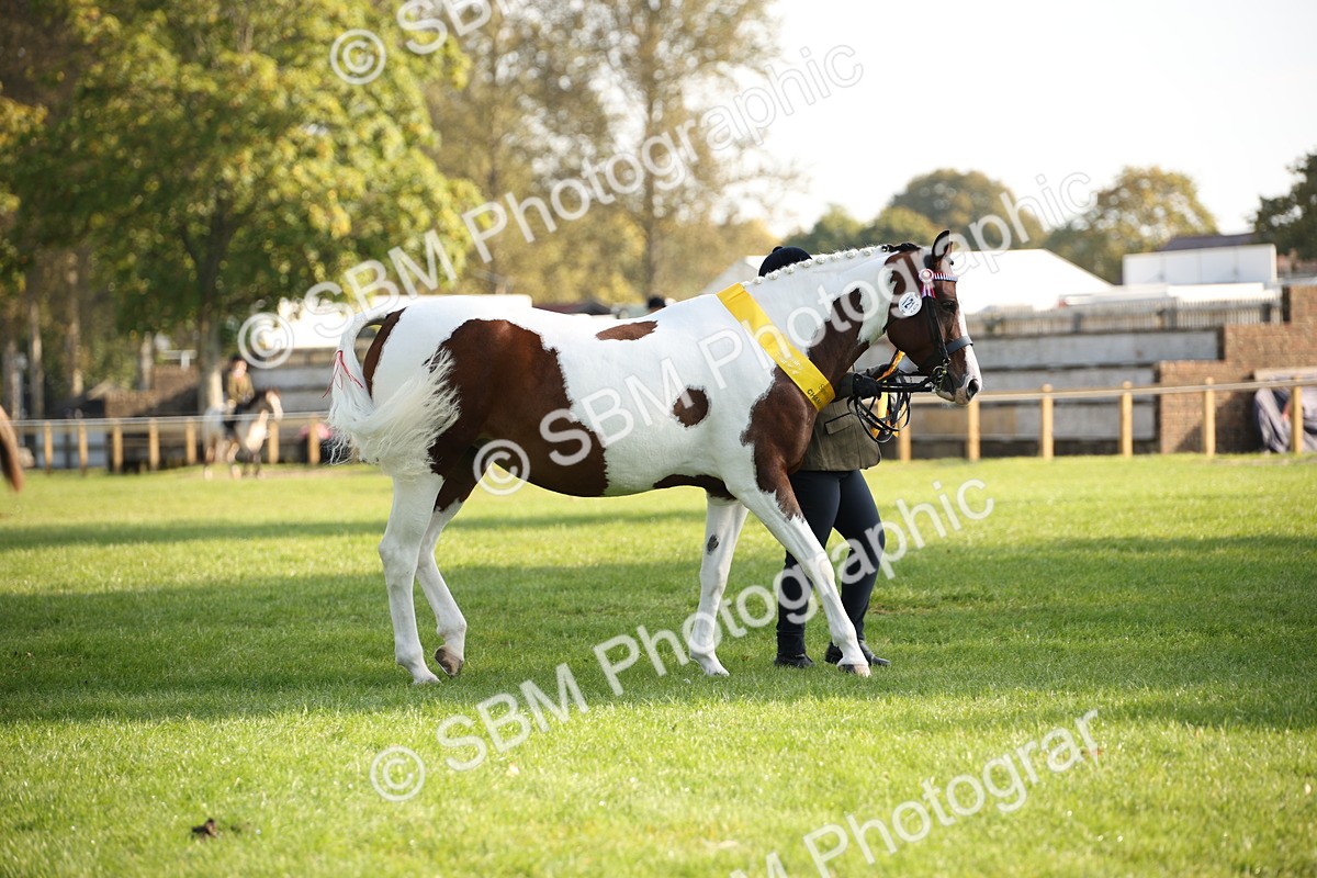 SBM_58780 - S51 - Piebald & Skewbald Horse In Hand