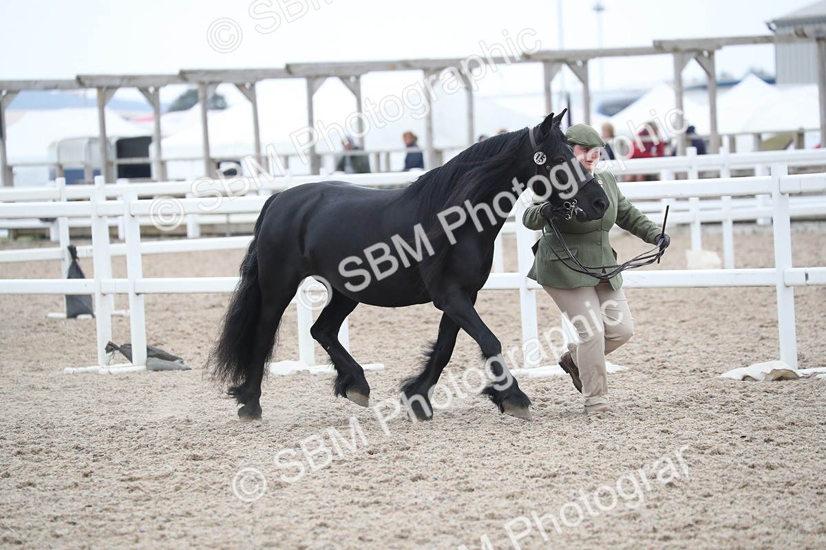 SBM_17917 - Class 317 IH Pure bred Horse/Pony