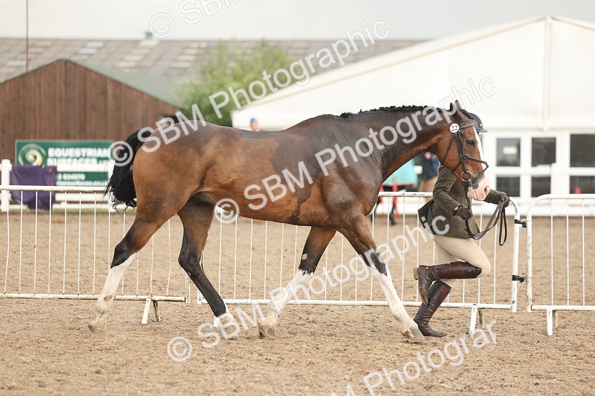 SBM_07762 - Class 27 - IH Competition Horse/Pony