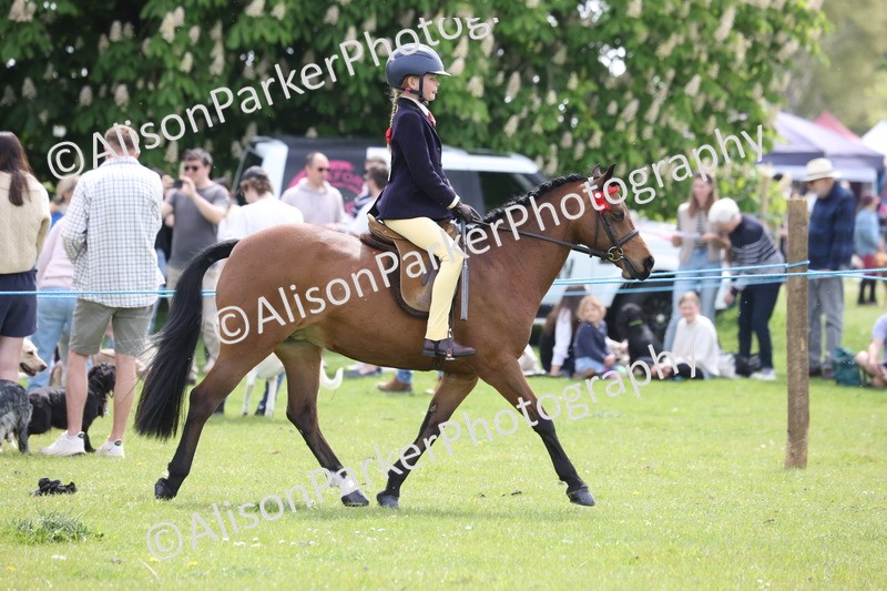 20260426-2950 - Class 33 - Best Pony 14.2hh and Under