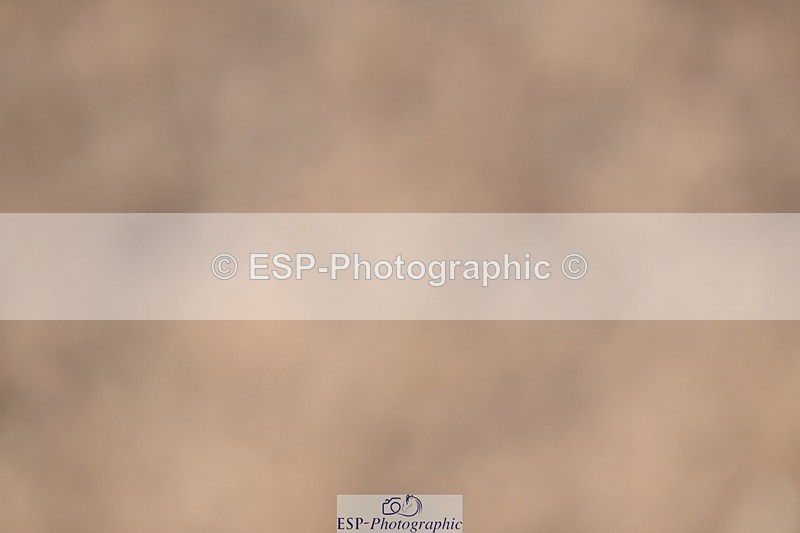 250322-134527-01096 - SJ 90cm (Elementary 2) and Presentations