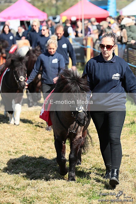 Shet 060426 51 - Shetland Pony Racing Paxford Races Easter Mon 06/04/26