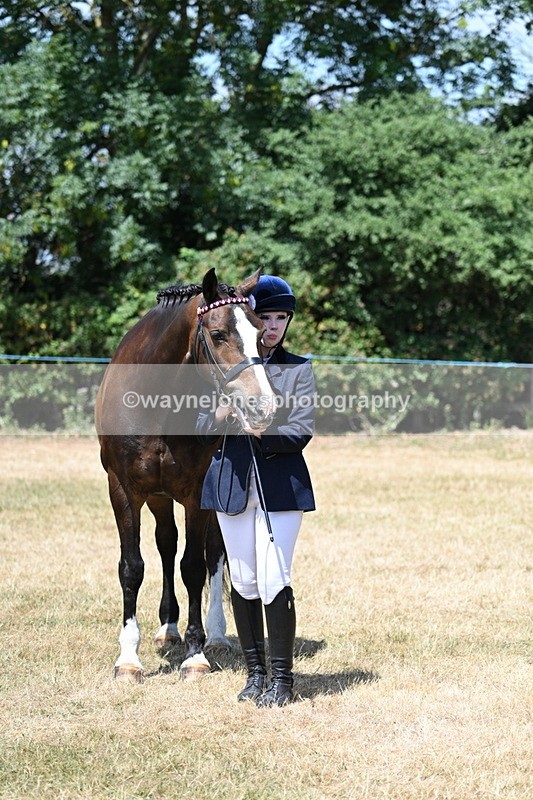 WJ7_2480 - Class 5a Most Handsome Gelding in hand (above 14.2hh)