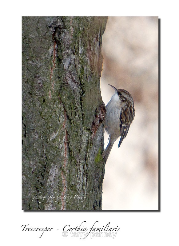 Treecreeper - Certhia familiaris - Birds