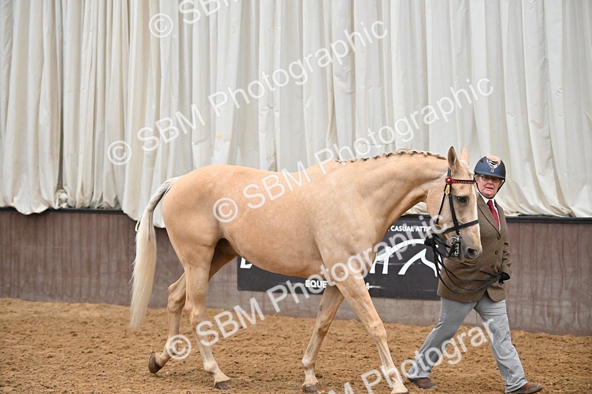 EB7_8390 - Class 3 - In Hand Foreign Breeds & Warmbloods