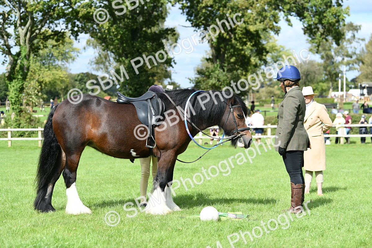 SBM_46917 - S12 - Family Horse & Pony