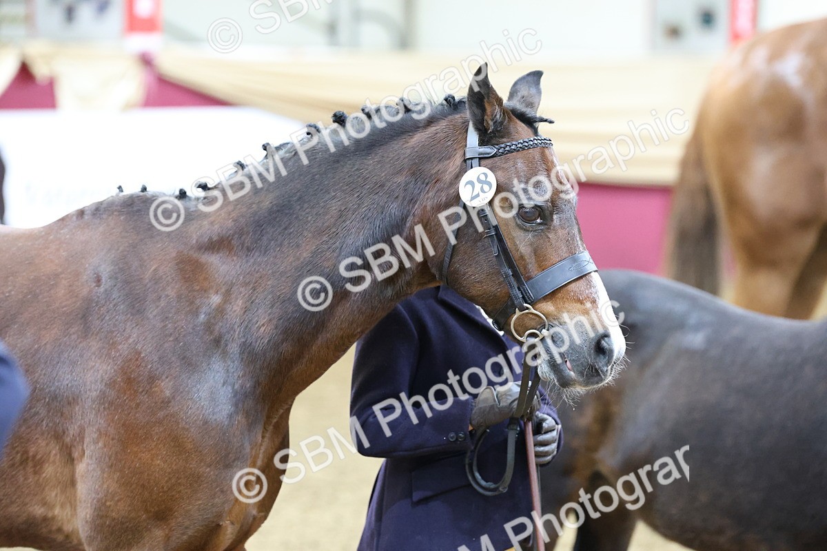 SBM_21866 - Class 901 - Supreme Final - IH  Diamond