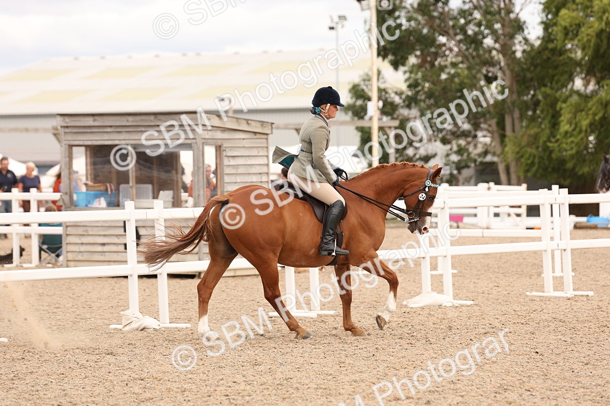 SBM_17328 - Class 214 - Ridden Hack Riding Horse