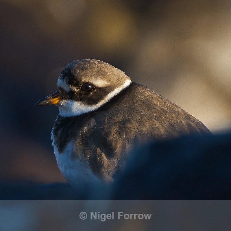 Ringed Plover - Ringed Plover
