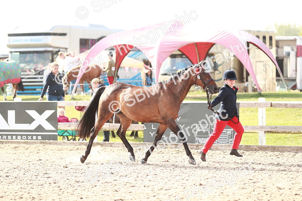 SBM_11037 - Class 205 IH Show Pony/ Show Hunter Pony