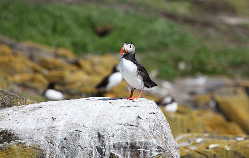 Puffins - Wild Birds