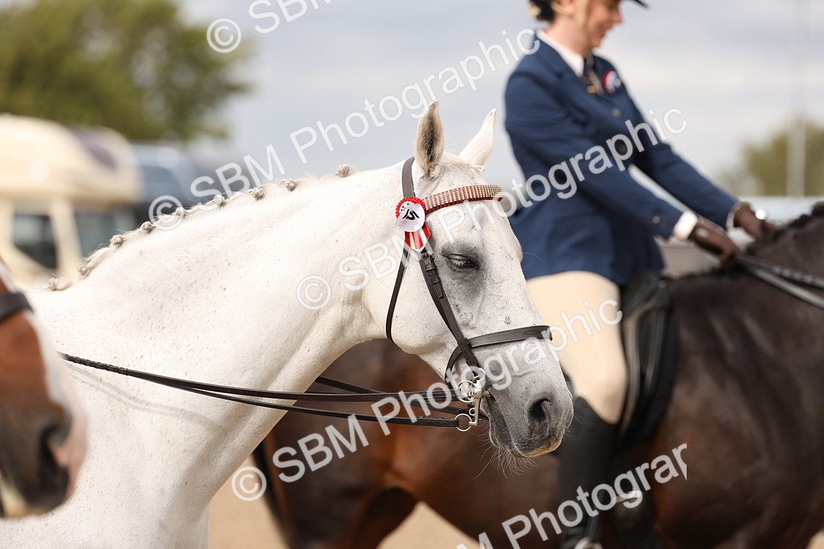 SBM_17364 - Class 214 - Ridden Hack Riding Horse