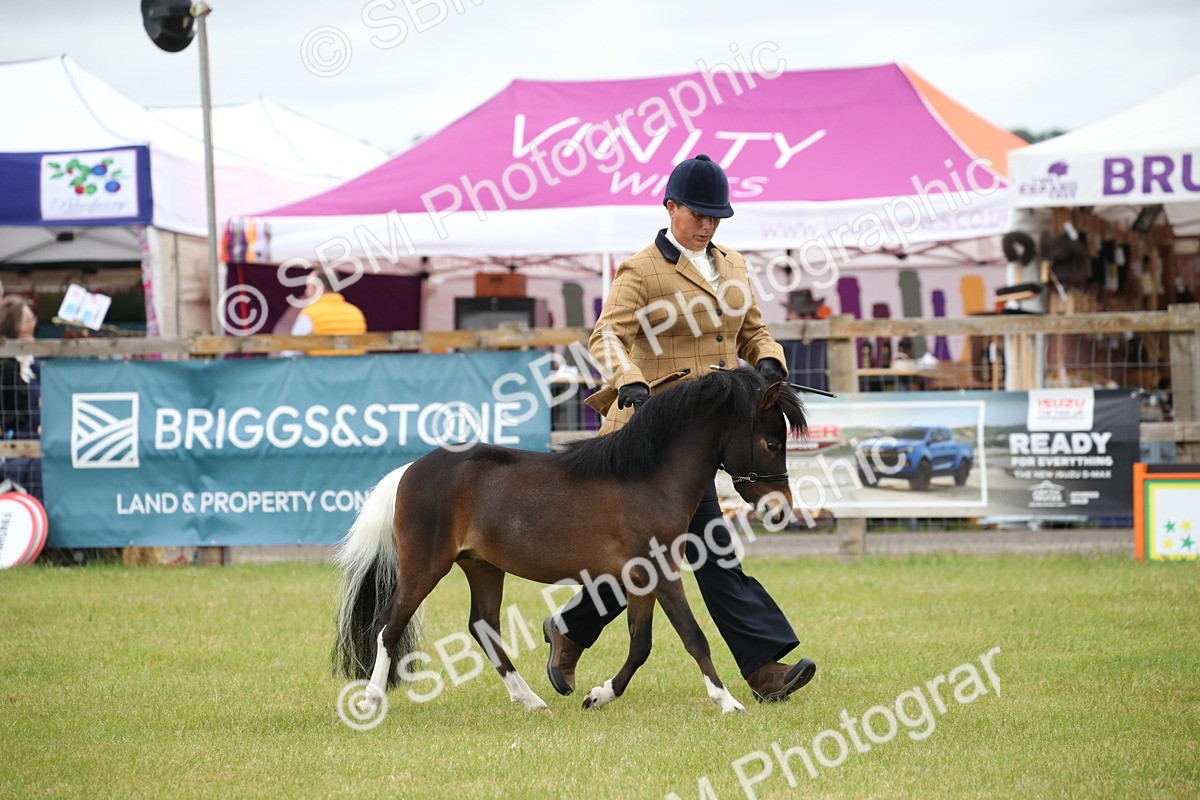 SBM_03726 - Class 23-25 - British Miniature Horse of the Year