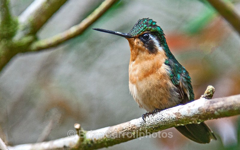 IMG_3054 Female Purple Throated Mountain Gem Hummingbird - Costa Rican Wildlife