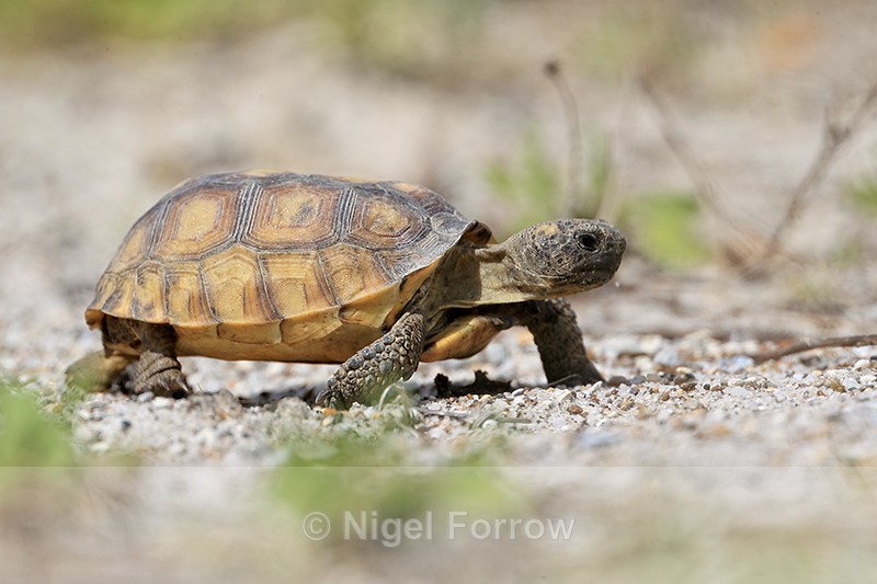 Gopher Tortoise (juvenile) side view, Shamrock Park, Venice, Florida - REPTILES & AMPHIBIANS