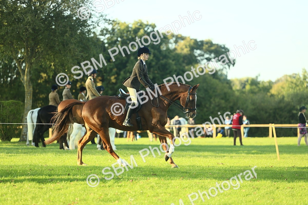 SBM_55523 - S14 - Riding Club Horse