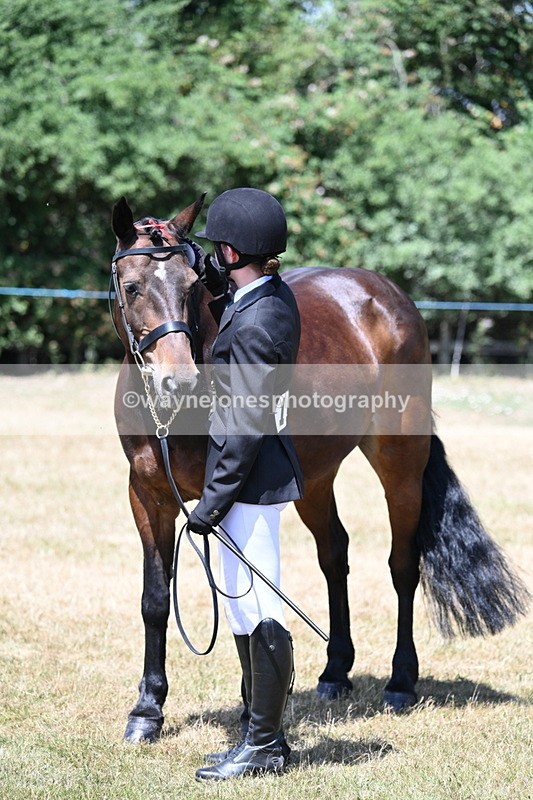 WJ7_2490 - Class 5a Most Handsome Gelding in hand (above 14.2hh)