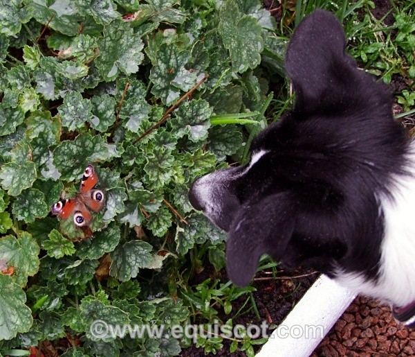 Curiosity - Wildlife & Landscape