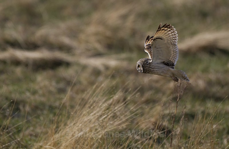 Short eared owl - SHORT EARED OWLS