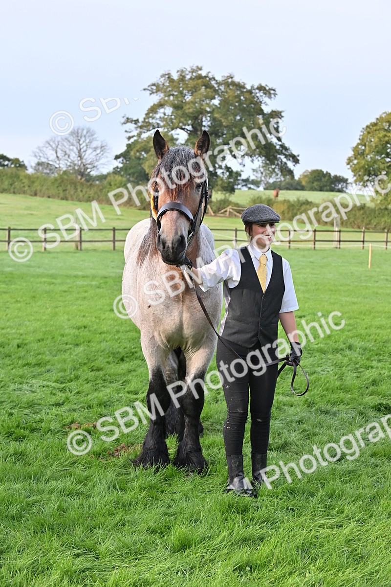 SBM_55396 - S44 - Youngstock In Hand
