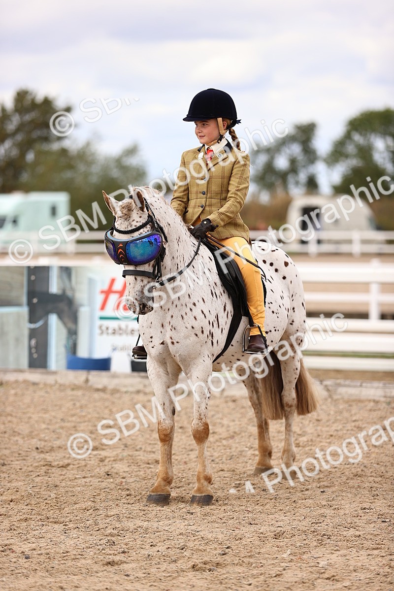 SBM_16010 - Class 417 - Handsomest Gelding (IH or Ridden) Jnr