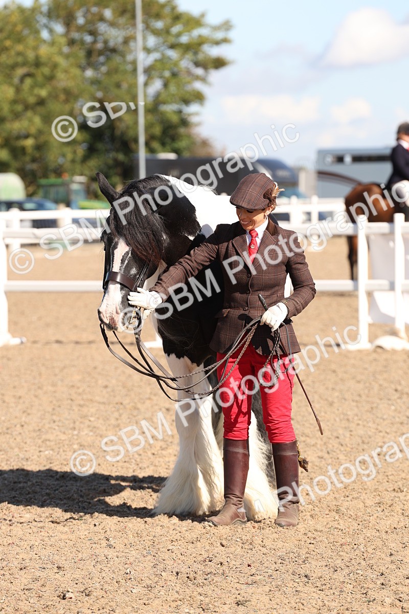 SBM_12918 - Class 206 - IH Non Show Type Pony