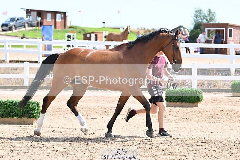 240717A-150313-02487 - Trot Up 3pm to 4pm