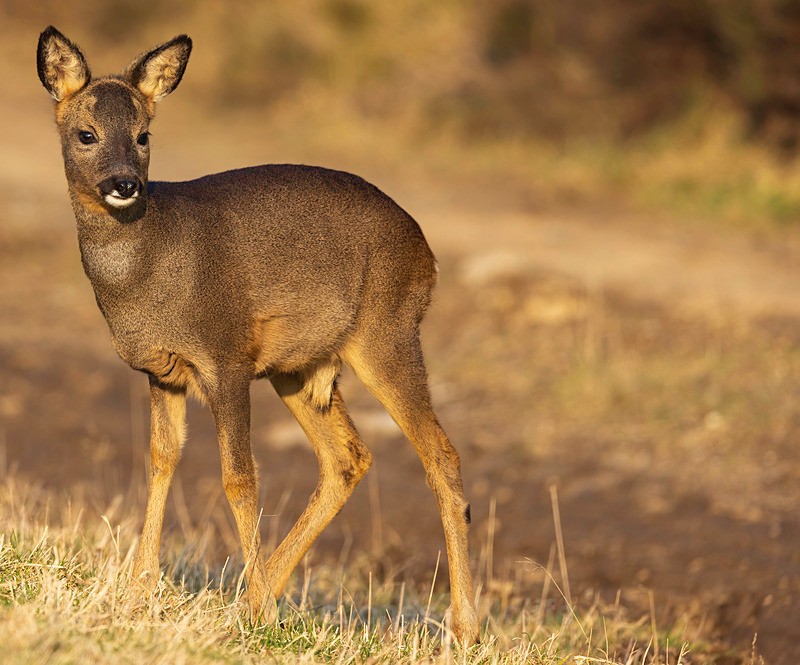 ROE DEER 1 - ROE DEER