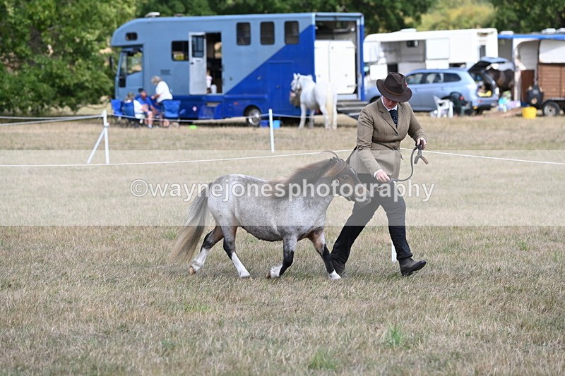 WJ6_6849 - Class 21 Shetland & Mini Horses