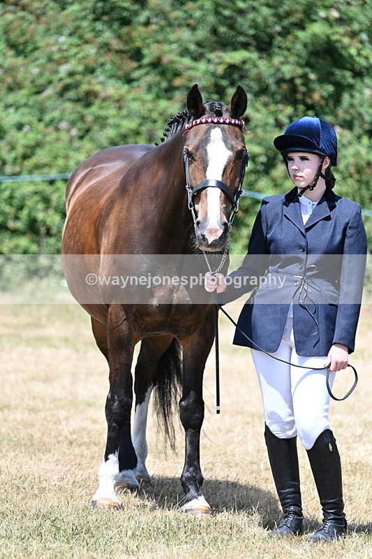 WJ7_2386 - Class 5a Most Handsome Gelding in hand (above 14.2hh)