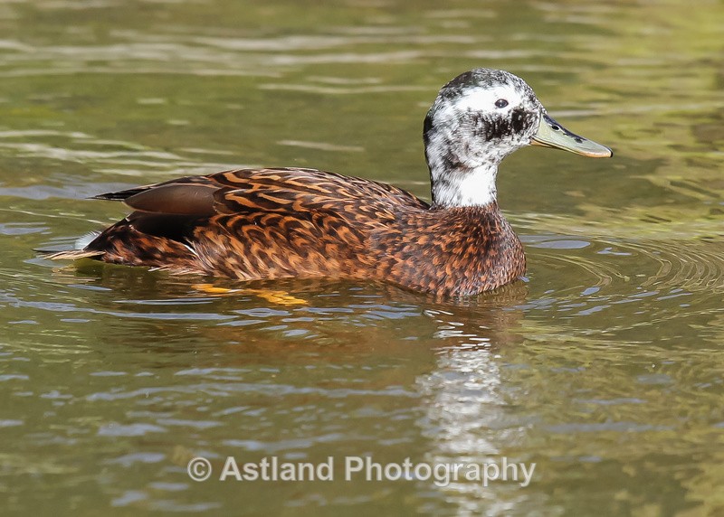 Astland Photography, Bird and Wildlife Images, Susan and Peter Wilson, U.K.