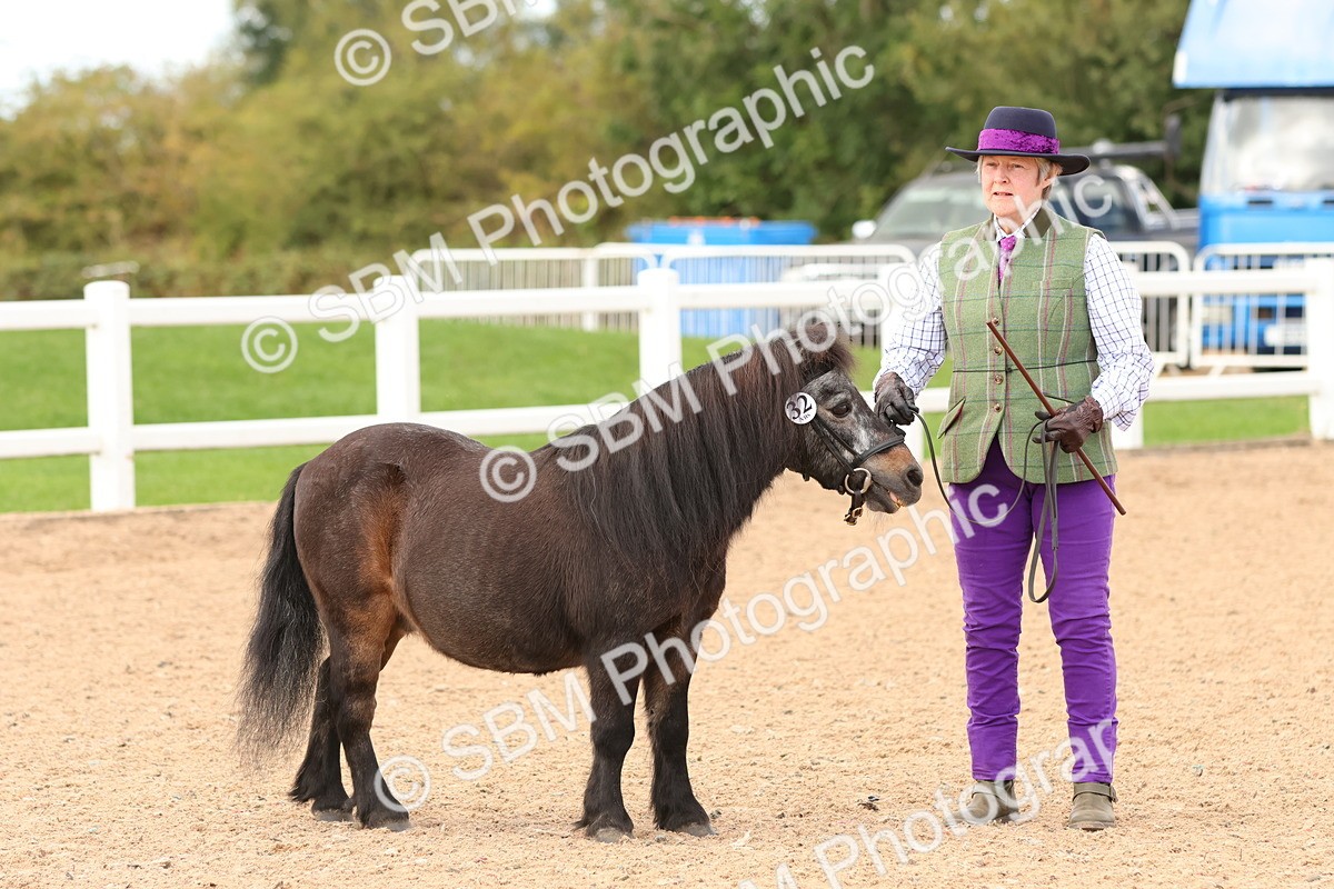 SBM_10302 - Class 206 - IH Non Show Type Pony