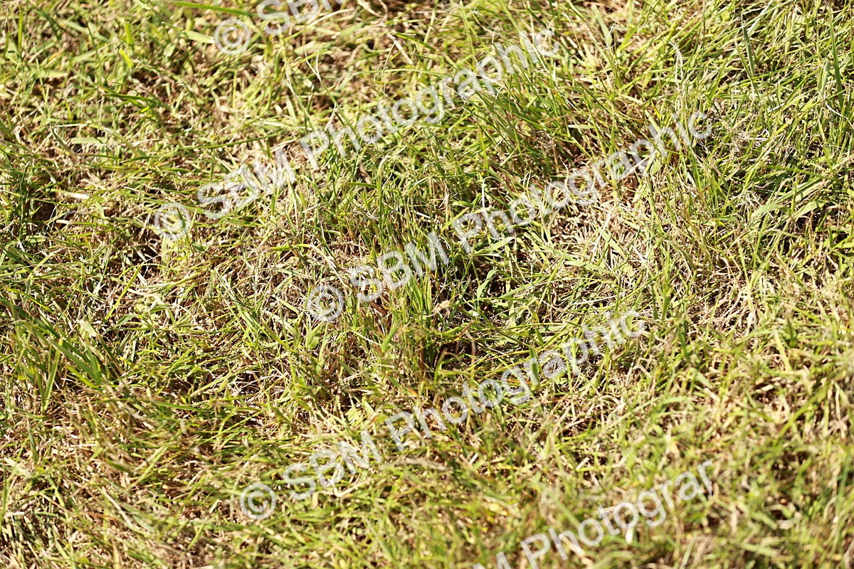 SBM_05599 - Class 41-45 - Riding Pony-Hunter Pony Breeding
