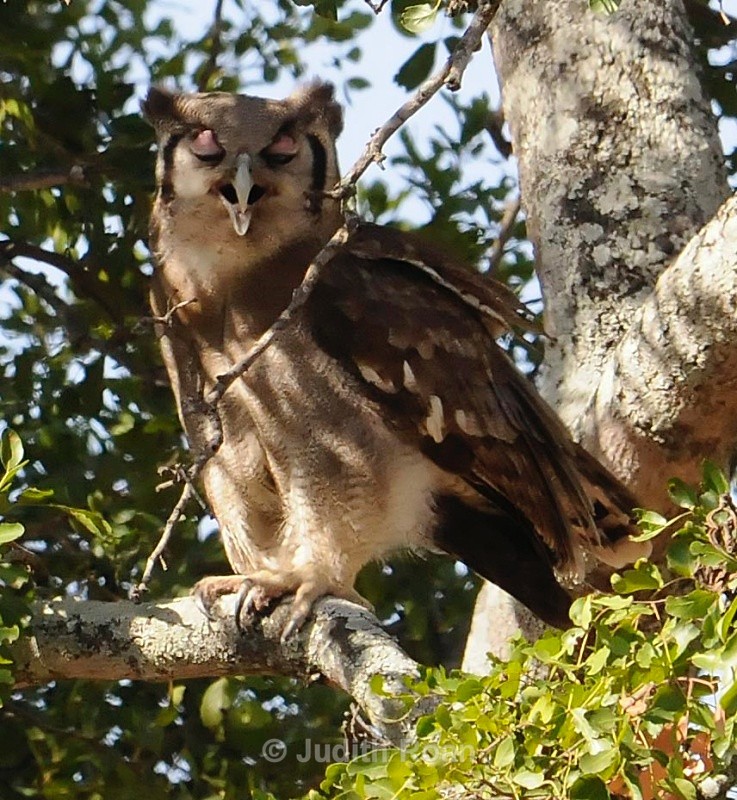 Verreauxs Eagle Owl - South Africa Birds and Mammals