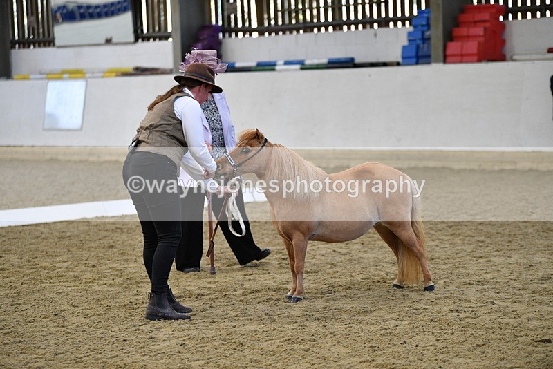 WJ5_3868 - Class 5 In Hand Veterans