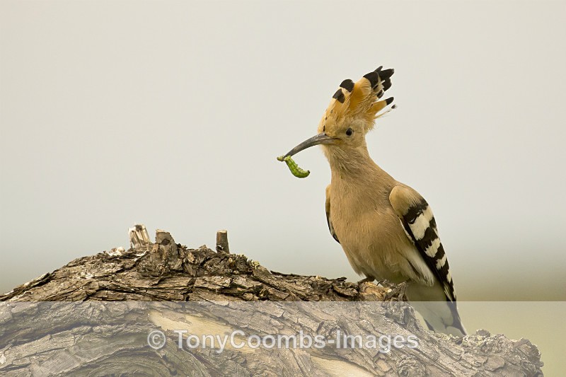 Hoopoe - Well Hide & Falcon Tower Hide