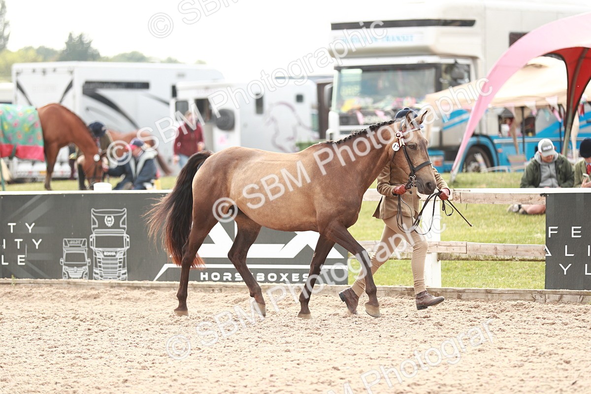 SBM_13161 - Class 208 IH Veteran Horse