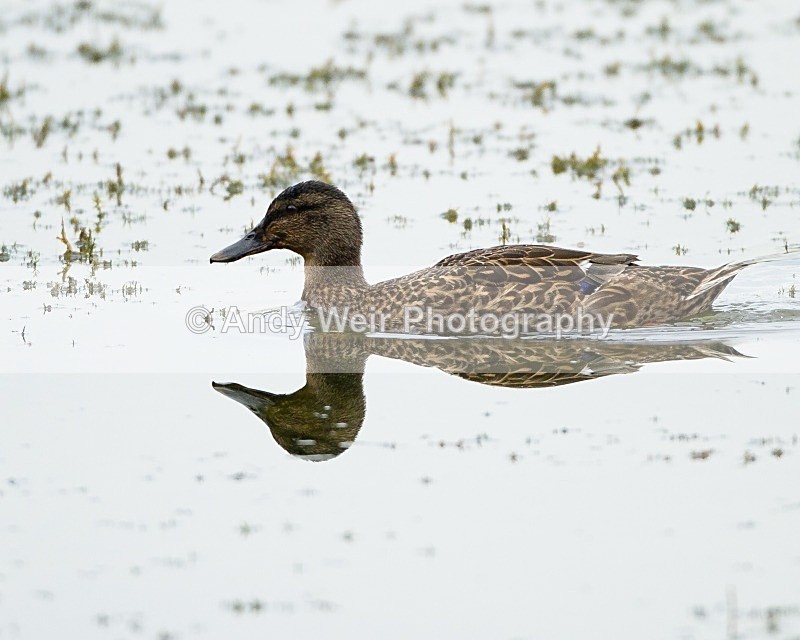 20110826-_MG_6525 - Mallard