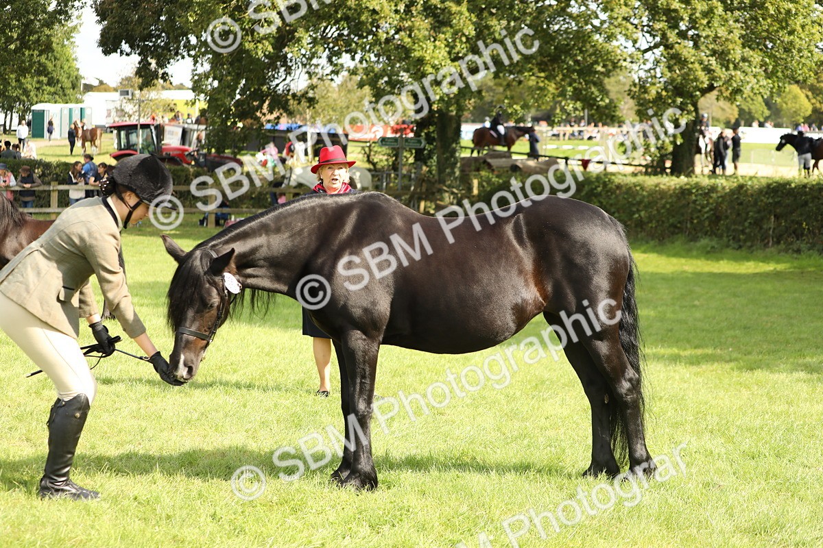 SBM_62822 - S46 - Mountain & Moorland In Hand Small Breeds