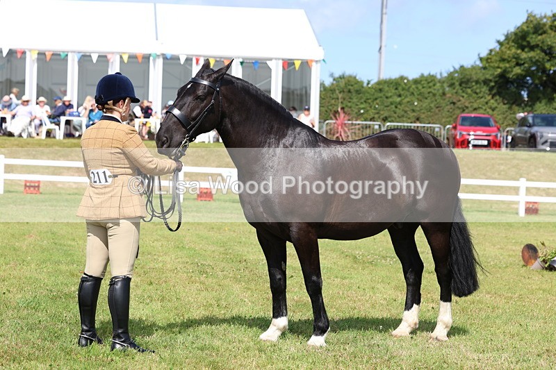 3E7A9990 - Class 5: Rising Star Lightweight/Heavyweight Cobs