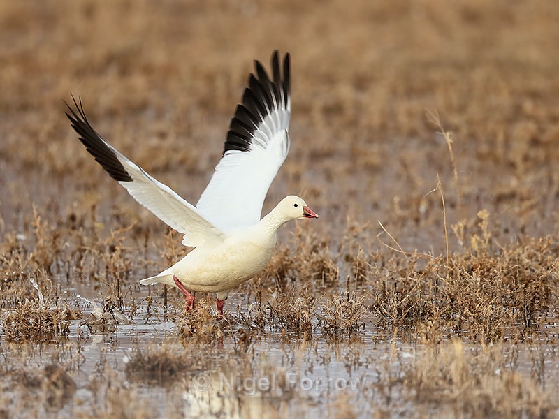 Ross's Goose taking off, Bosque del Apache, New Mexico - Ross's Goose