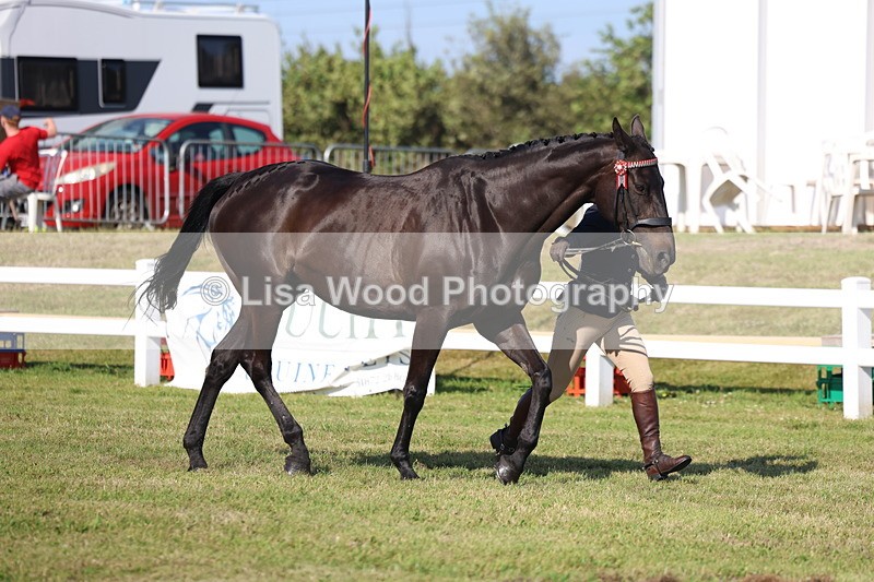 3E7A5724 - Class 2: Rising Star Large Hack/Riding Horse