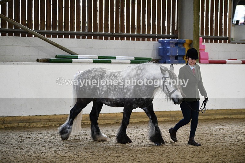 WJ5_4300 - Class 6 In hand M&M - Large Breeds