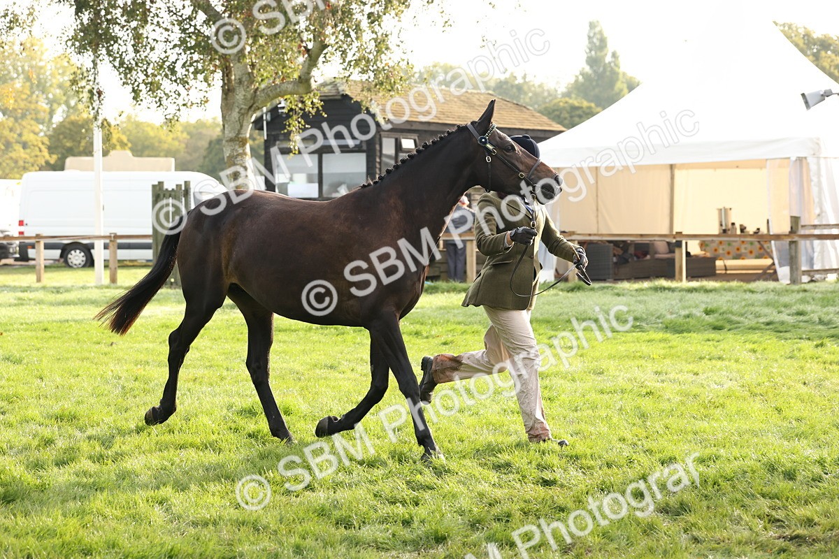 SBM_54996 - S52 - Riding Horse & Hack & thoroughbred In Hand
