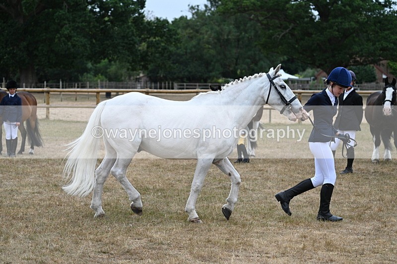 WJ7_9596 - Class 5 Most Handsome Gelding (up to 14.2hh)