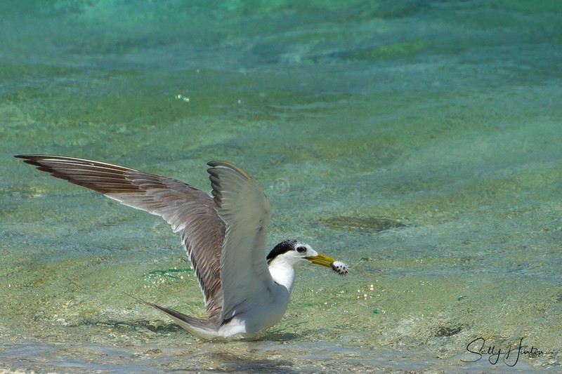 Crested Tern with Puffer fish 1