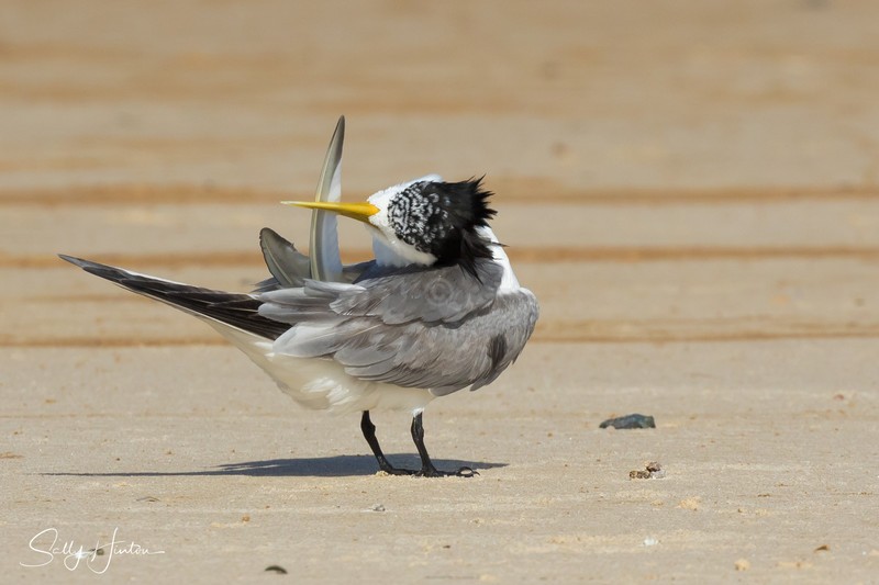 Preening Sand 6